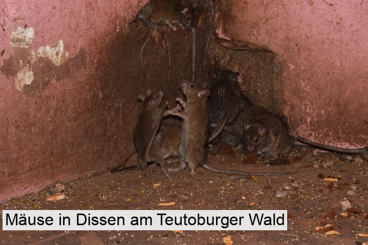 Mäuse in Dissen am Teutoburger Wald